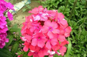 宿根花卉種植基地之宿根花卉如何防寒越冬？