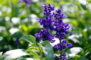 藍(lán)花鼠尾草種植方法