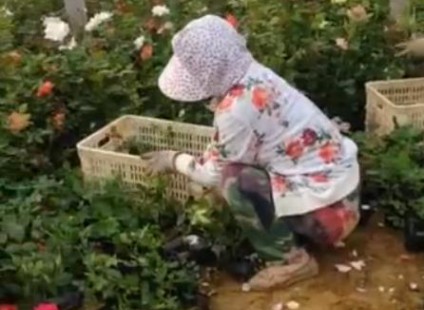 大花月季