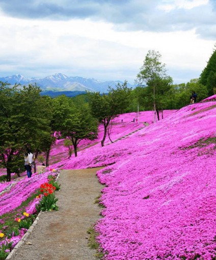 芝櫻花海