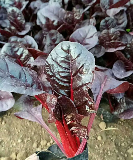 紅葉甜菜
