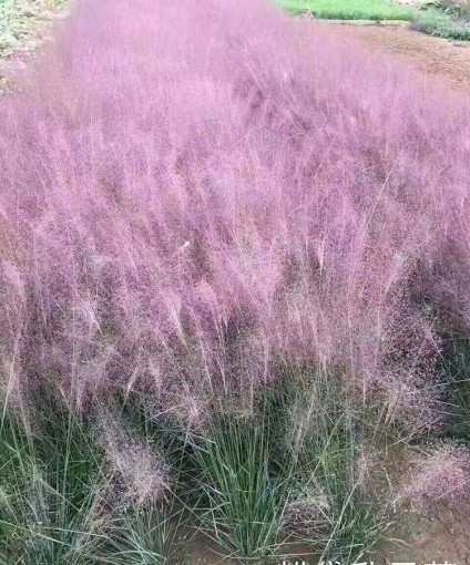 粉黛亂子草
